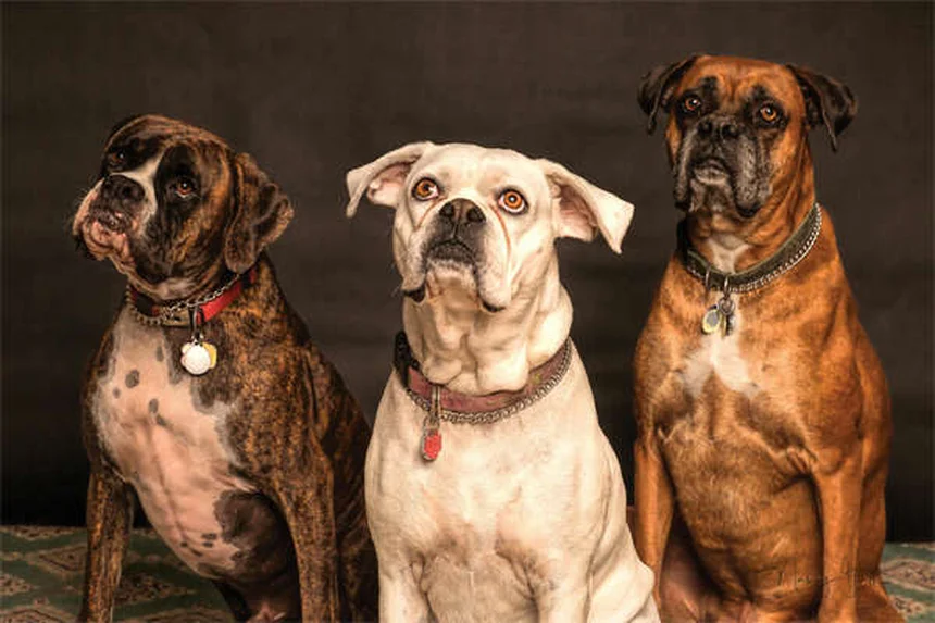 Esteroides para Cães: 7 Tipos e Seus Efeitos Explicados