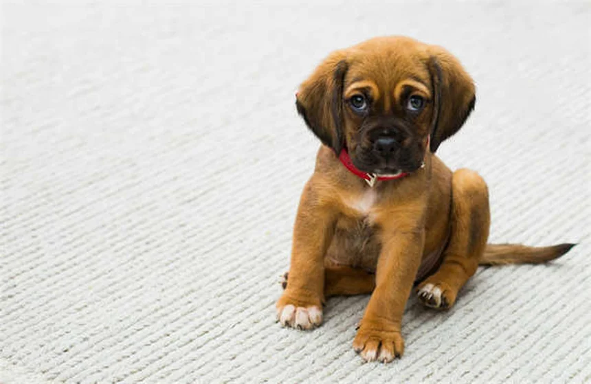 Babesiose em Cães: Sintomas, Tratamento e Como Prevenir