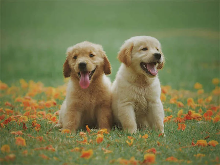 Babesiose em Cães: Sintomas, Tratamento e Como Prevenir