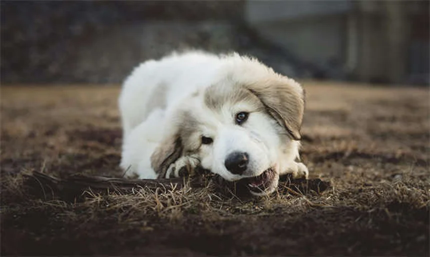 Meloxicam para cães: alívio seguro da dor e inflamação