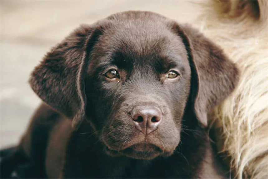 Por que os cães são realmente os melhores amigos do homem?