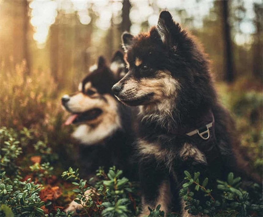Como ajudar cães medrosos: 5 exercícios comprovados para aumentar a confiança
