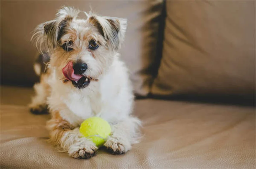 Cães podem comer cajus? Descubra a verdade sobre esse petisco!