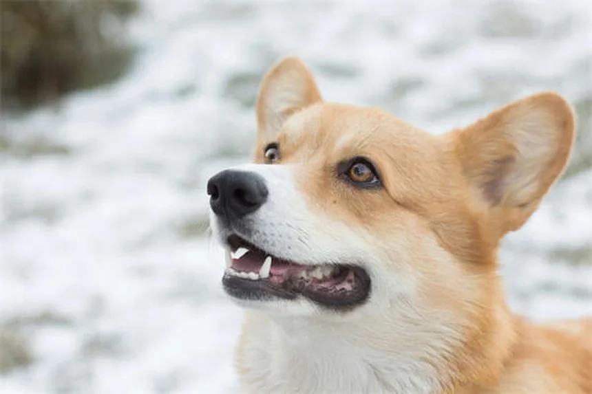 Cães podem comer cajus? Descubra a verdade sobre esse petisco!