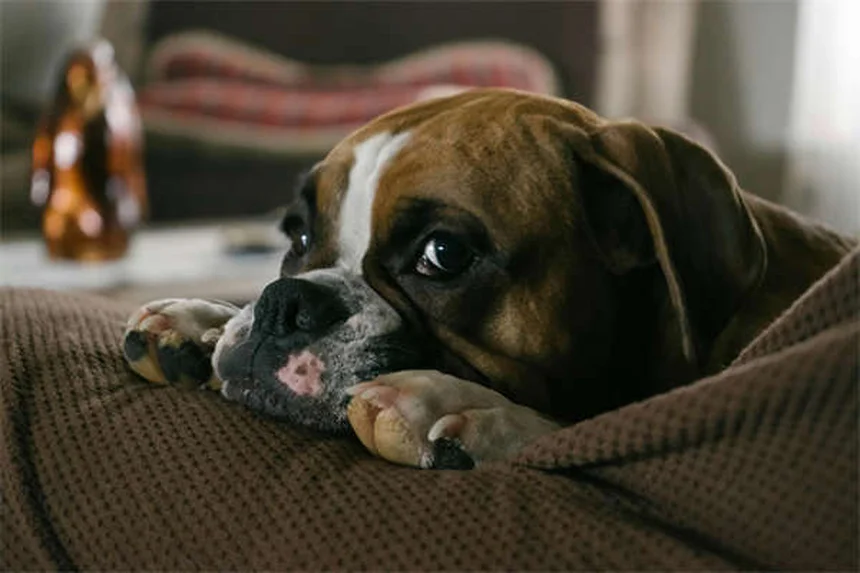 Cães podem comer cajus? Descubra a verdade sobre esse petisco!