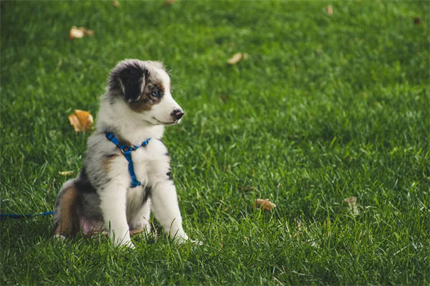 Top 10 raças de cães mais populares em 2025: veja a lista completa!