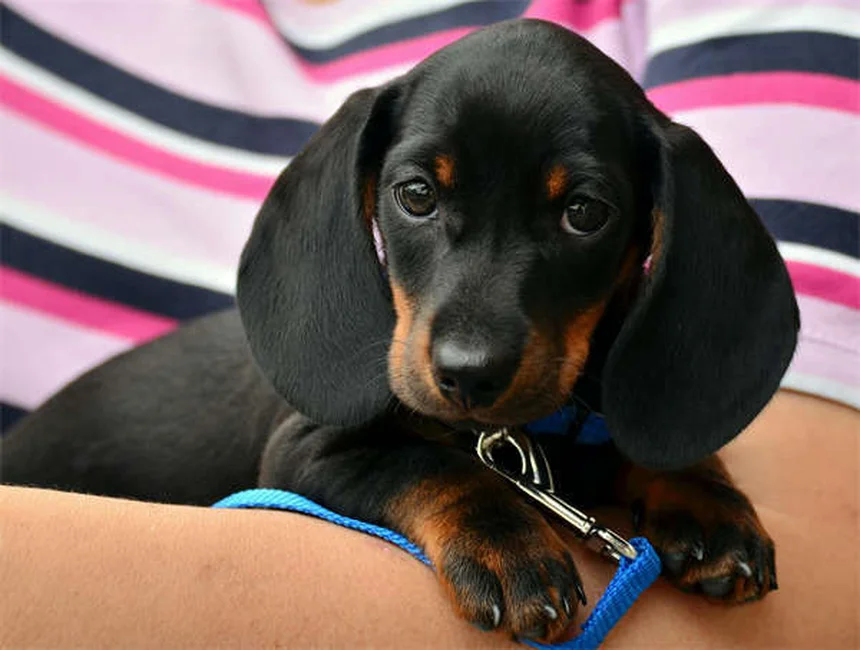Animais na sala de aula: 5 benefícios incríveis para o aprendizado