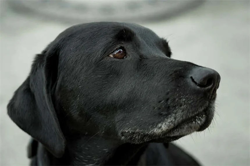 Animais na sala de aula: 5 benefícios incríveis para o aprendizado
