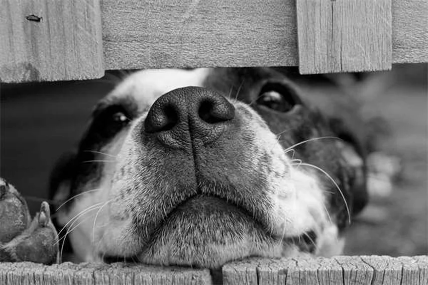 Hematuria em Coelhos: 5 Sinais de Alerta que Todo Dono Precisa Conhecer