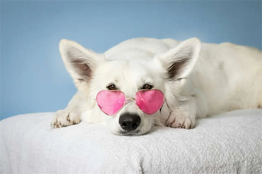 Vacina DHPP para Cães: Guia Completo para Proteger seu Pet