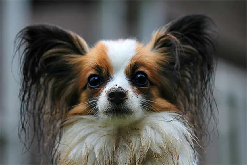 Vacina DHPP para Cães: Guia Completo para Proteger seu Pet