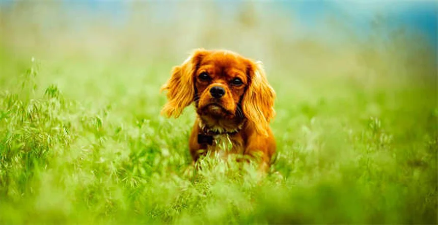 Como proteger seu cão de coiotes: 5 dicas essenciais