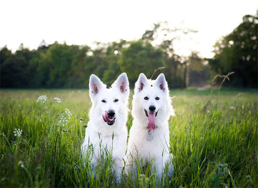 18 Raças de Cães que Adoram Água: Descubra o Seu Companheiro Aquático Ideal