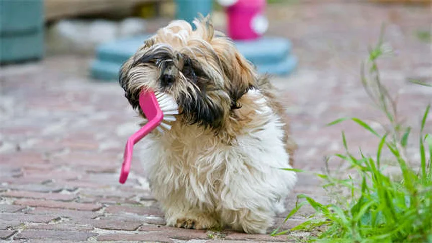 Peixe é um bom pet? Descubra se é o animal ideal para você!