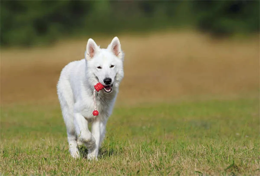 Peixe é um bom pet? Descubra se é o animal ideal para você!