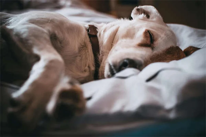 Otite em Coelhos: Sintomas, Tratamento e Como Prevenir