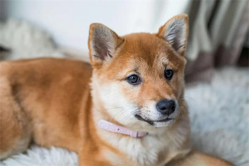 Coelhos como pets: 7 cuidados essenciais que você precisa saber
