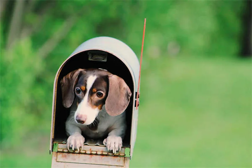 Coelhos como pets: 7 cuidados essenciais que você precisa saber
