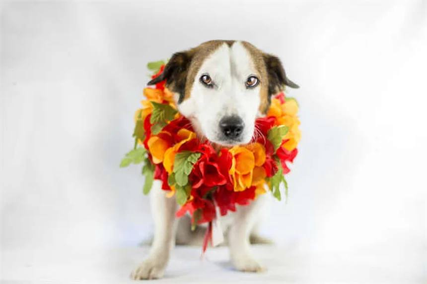 Incontinência Urinária em Gatos: Sintomas, Causas e Tratamentos