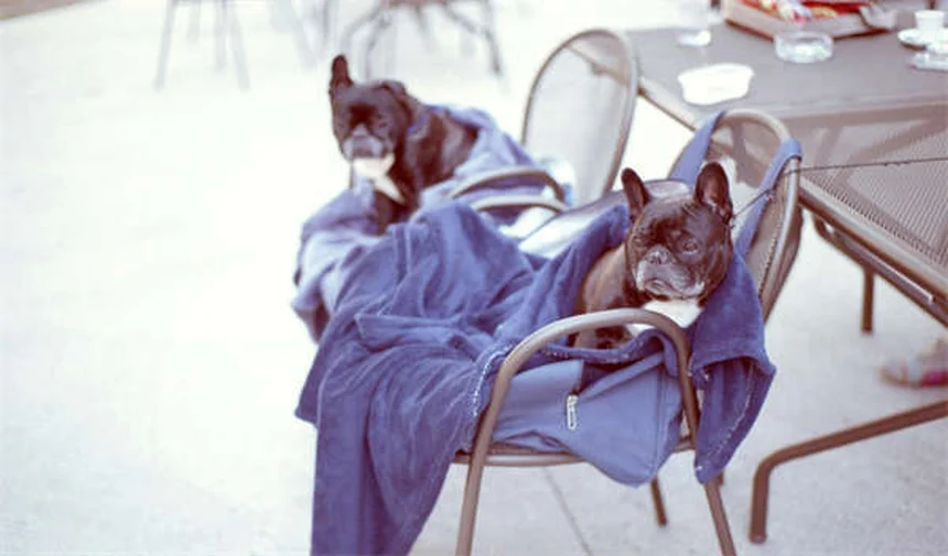 Como parar o latido excessivo do seu cão: 5 dicas infalíveis