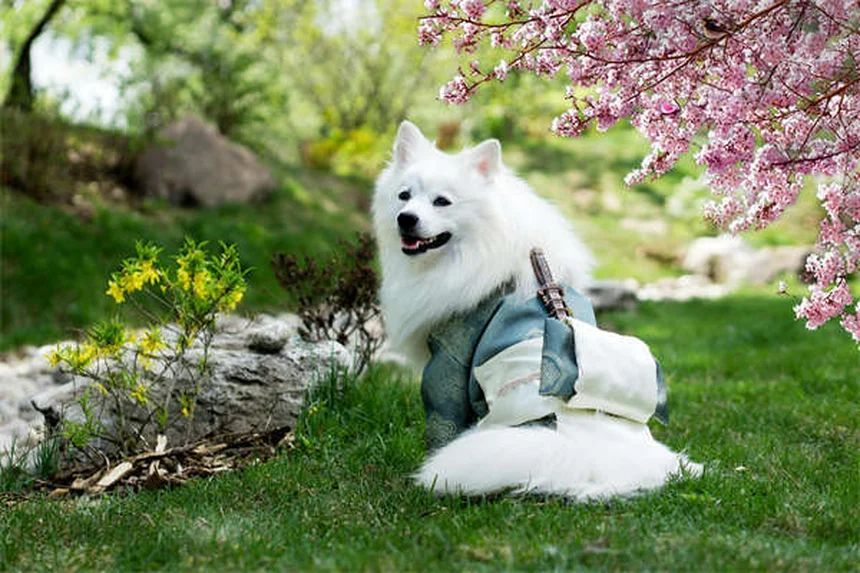 Como descartar cocô de cachorro corretamente: guia completo