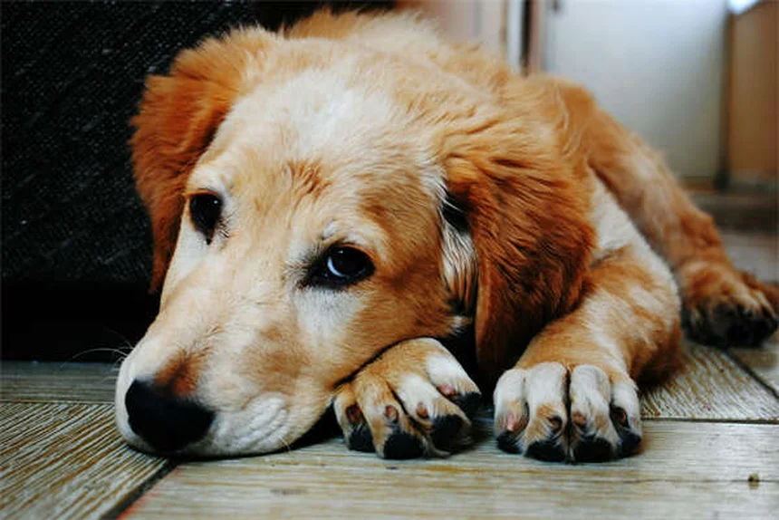Óleo de Tea Tree é Seguro para Cães? Descubra os Riscos!