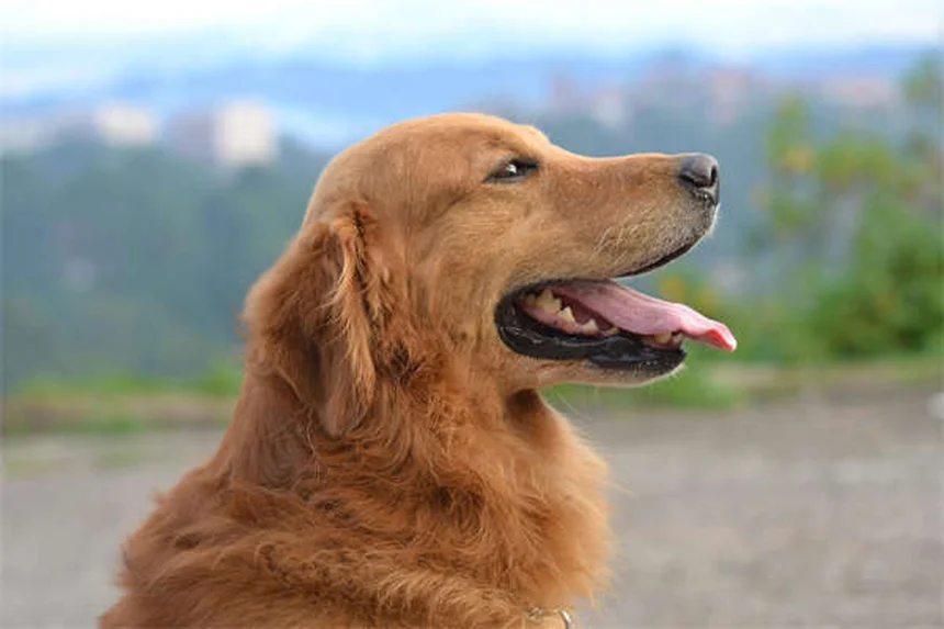 10 Benefícios do Exame Retal em Pets que Você Precisa Saber