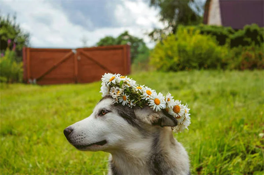 10 Benefícios do Exame Retal em Pets que Você Precisa Saber