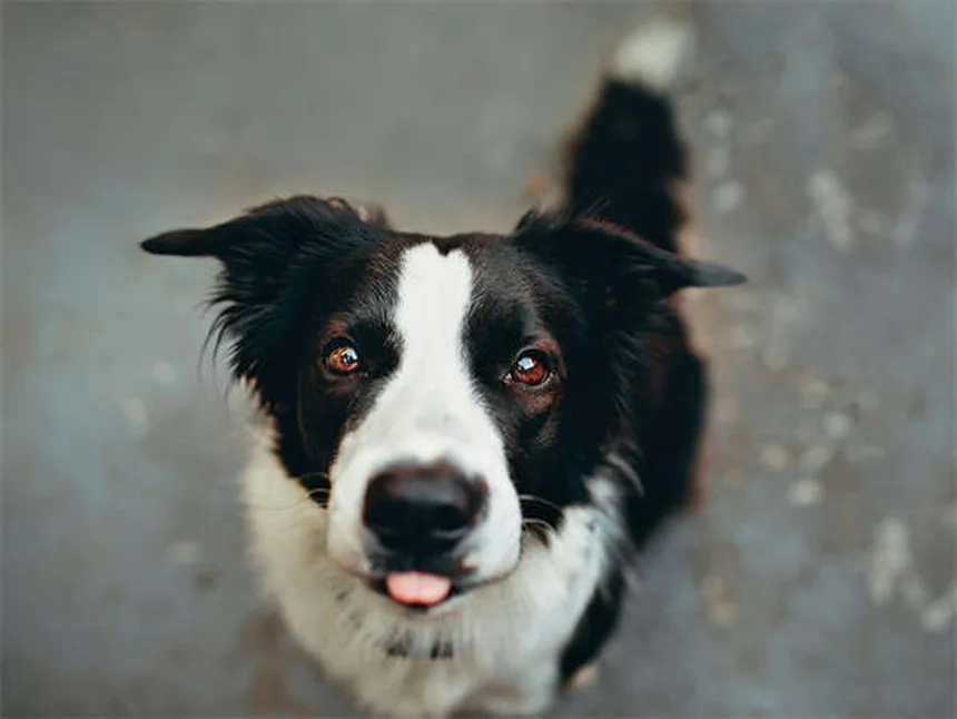 Por que meu cachorro se coça tanto? 5 causas e soluções