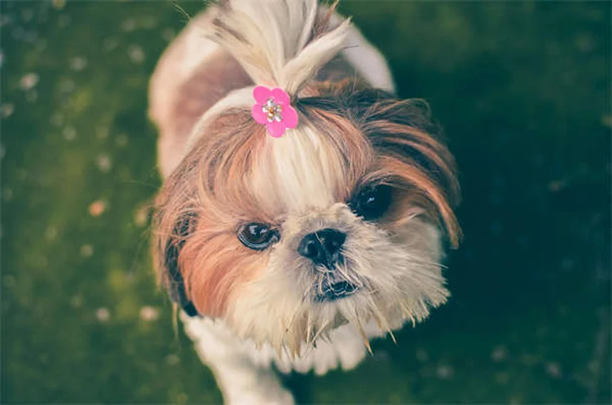 Por que meu cachorro se coça tanto? 5 causas e soluções