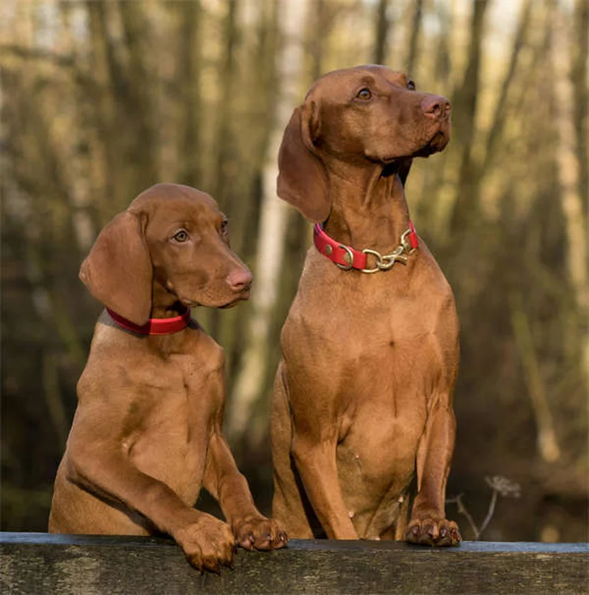 Por que os cachorrinhos choram? 5 motivos e como acalmá-los