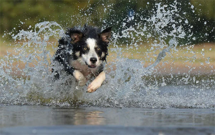 Por que os cachorrinhos choram? 5 motivos e como acalmá-los