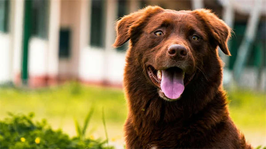 Cytoxan para Pets: Tudo o que Você Precisa Saber Sobre Este Imunossupressor